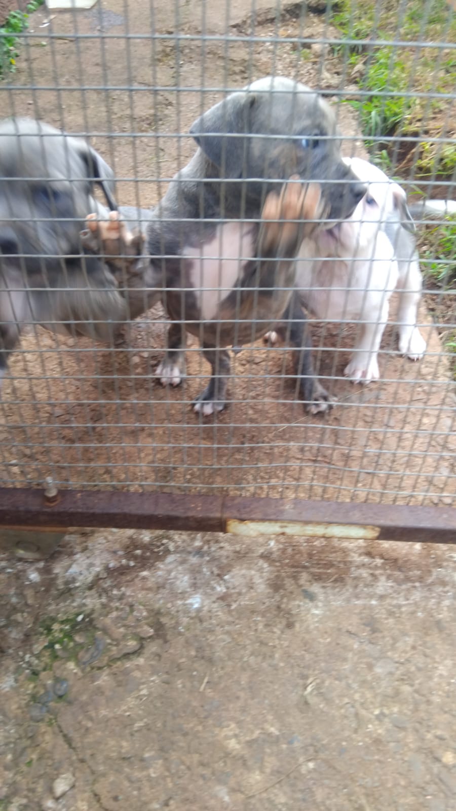 Litter nursing with mother dog