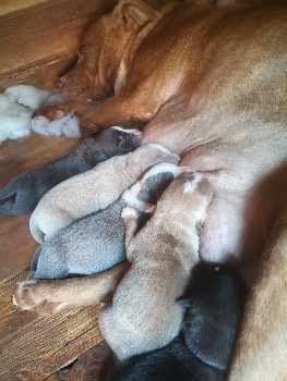 Newborn puppy lying on its back