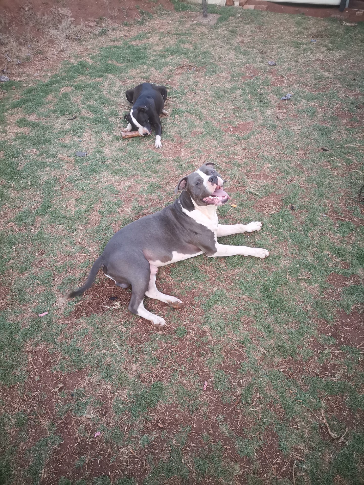 Two kennel dogs resting in the yard