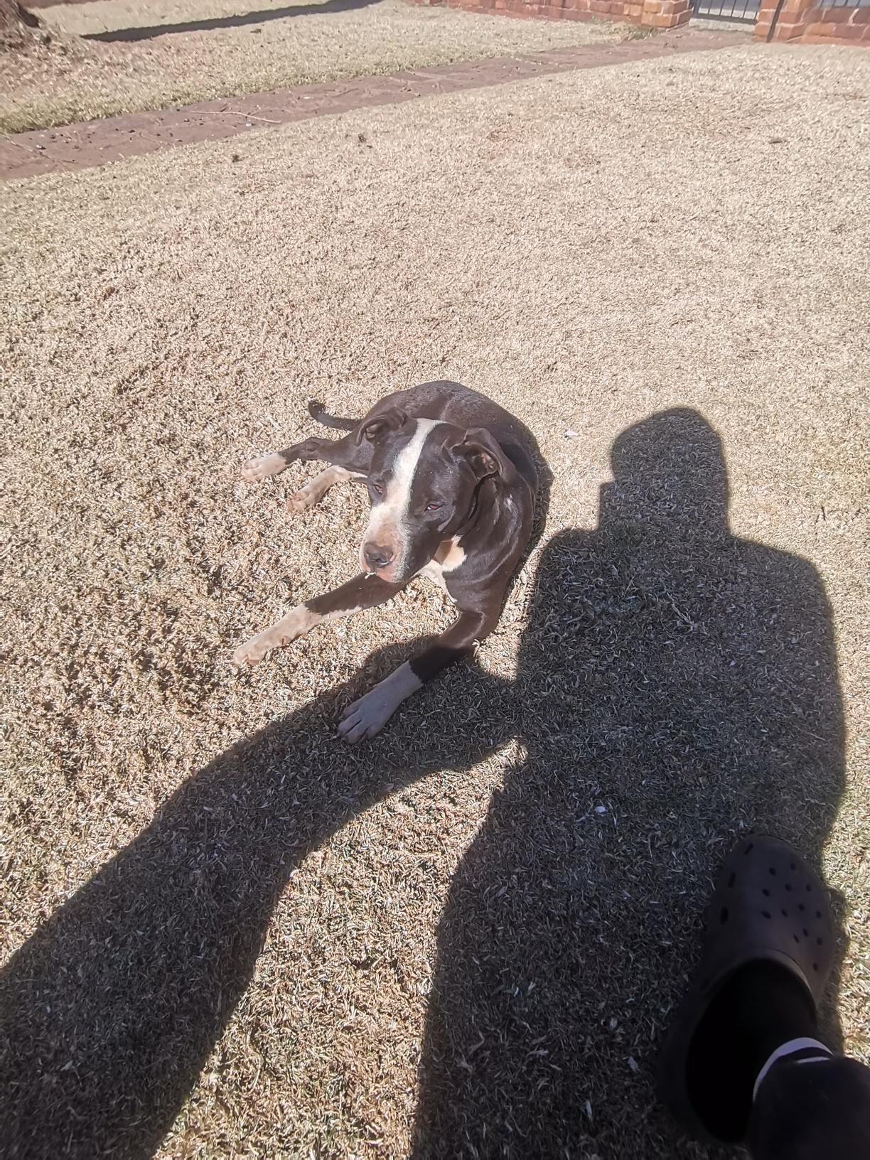 Biggie's Kennel parent dog in the yard