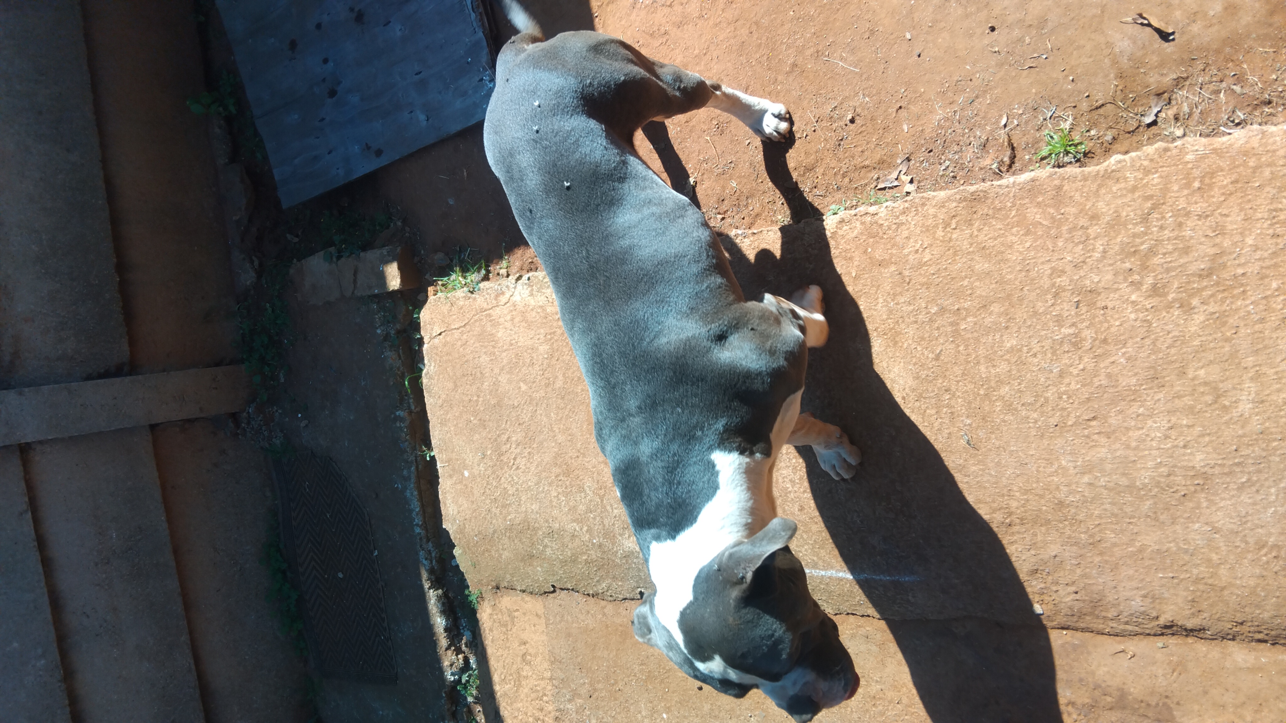 Blue and white puppy viewed from above in the yard
