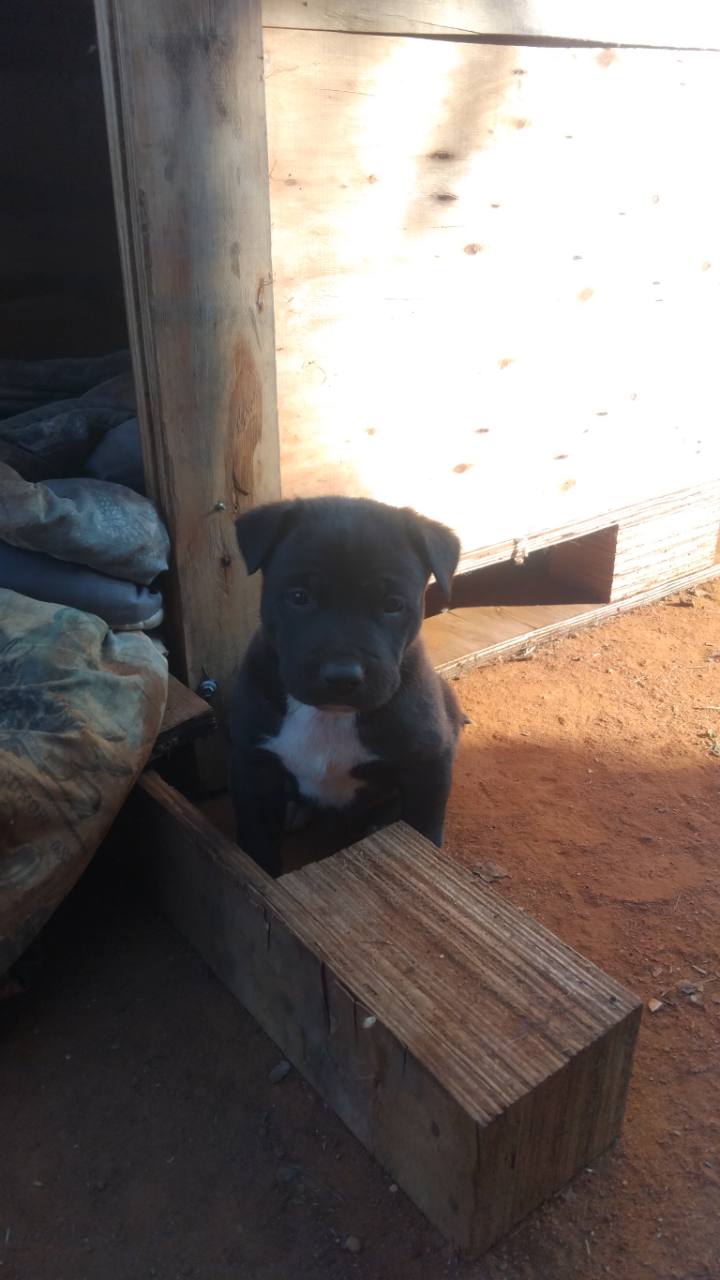 Recent Bully XXL puppy peeking from the kennel