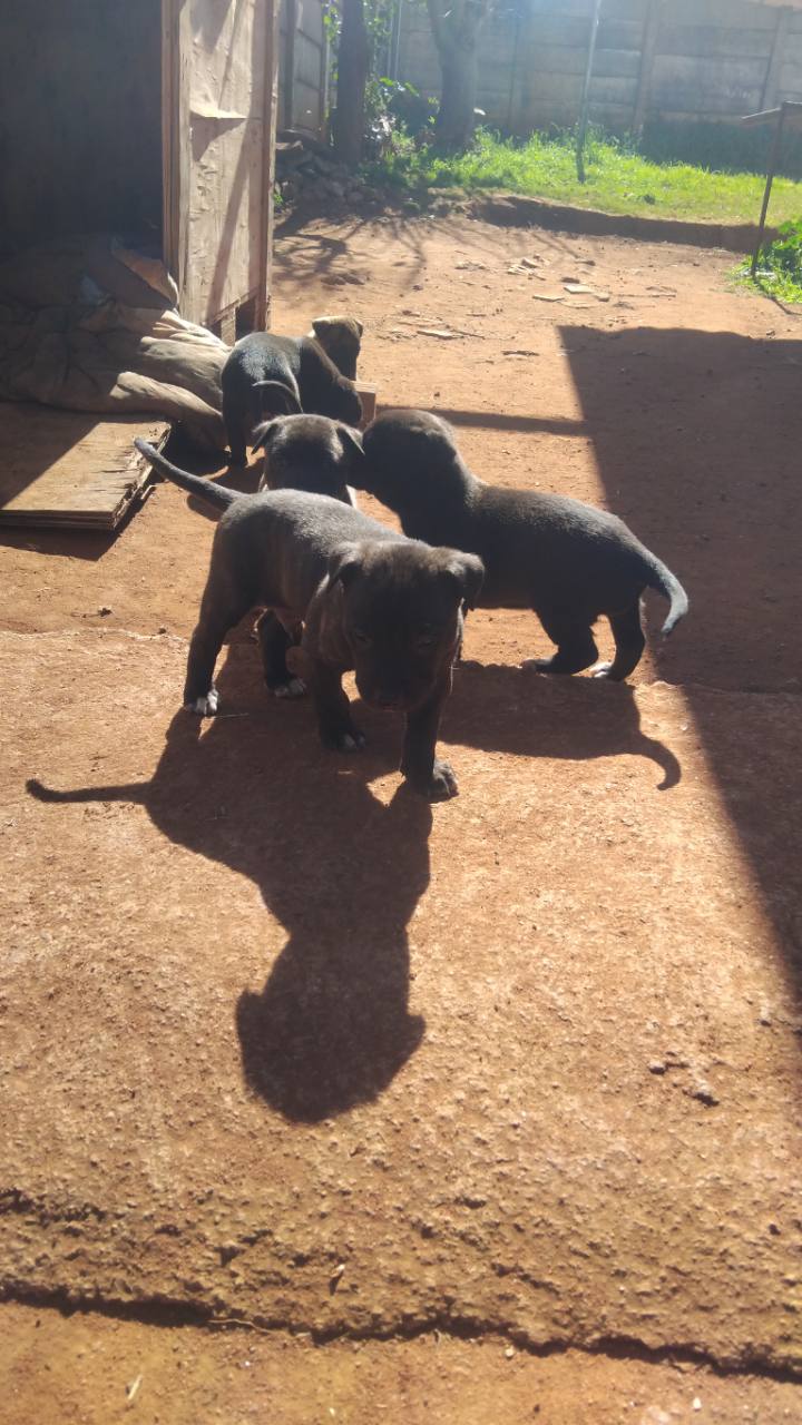 Recent Bully XXL puppies playing outside