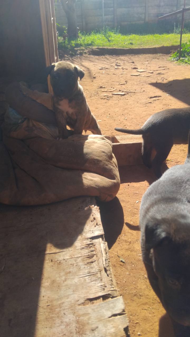 Recent Bully XXL puppy standing by the kennel blanket