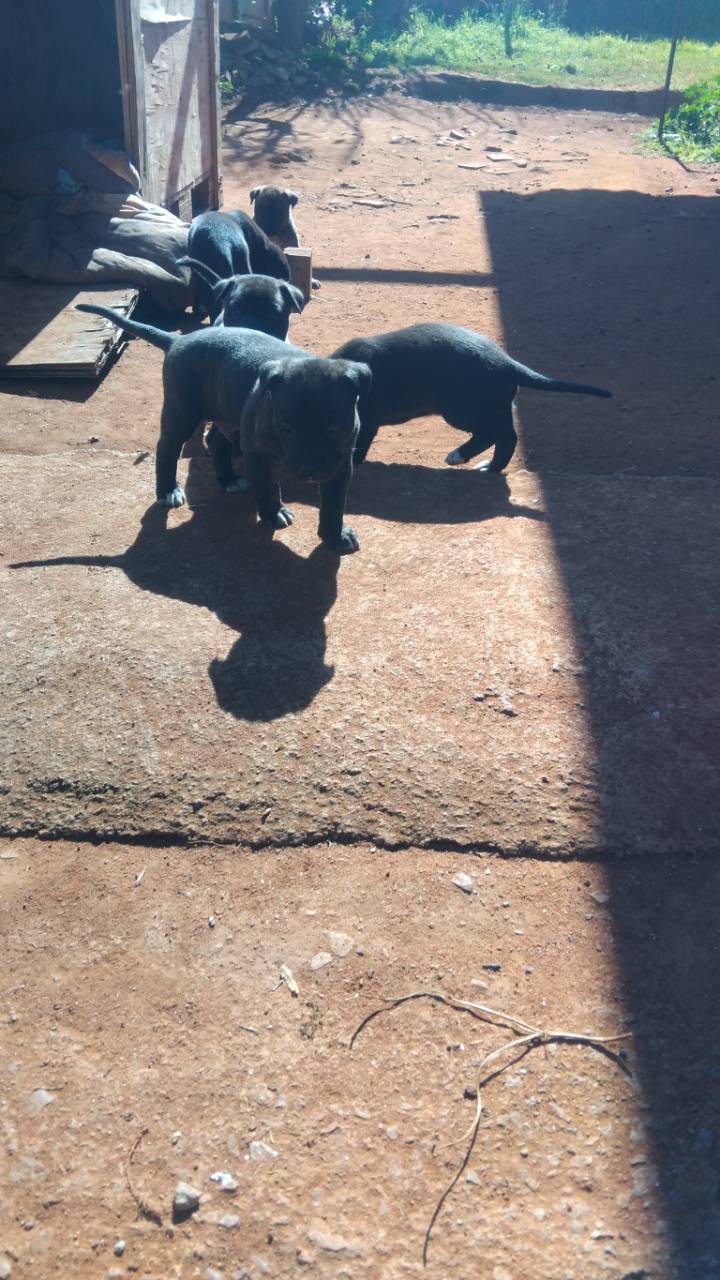 Recent Bully XXL puppies exploring outside