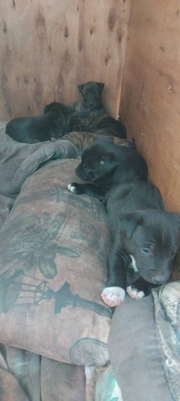 Recent Bully XXL puppies resting inside the kennel