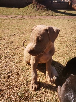 Tan puppy in the yard
